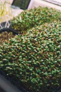 13 Indian Spices Secrets You Must Know in winter