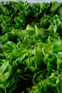 Top 10 Collagen-rich foods for Radiant Health
