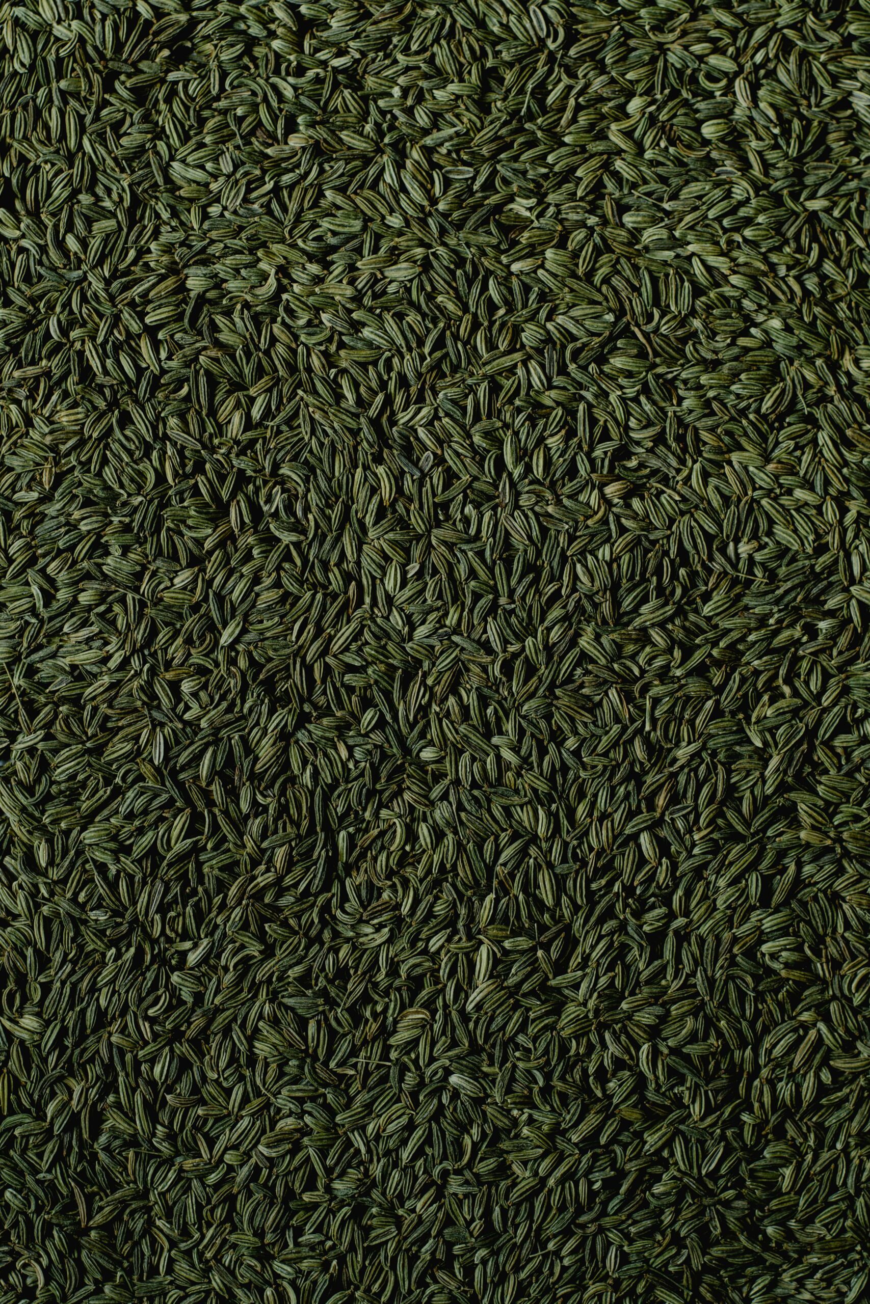 Top 10 Reasons to Include Fennel Seeds in Your Diet